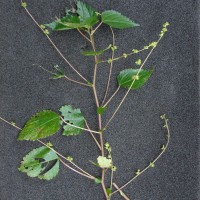 Laportea interrupta (L.) Chew